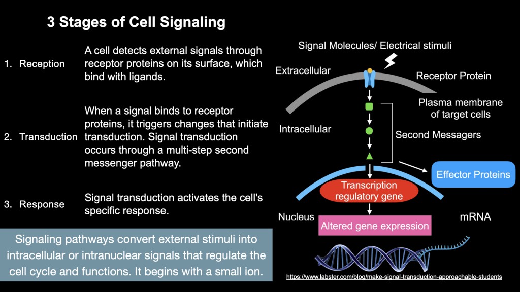Dr. James Chan Hong Kong-AMSC 2025-INDIBA-TechnologyBasic science 448kHz 20251215 leng.hk.015